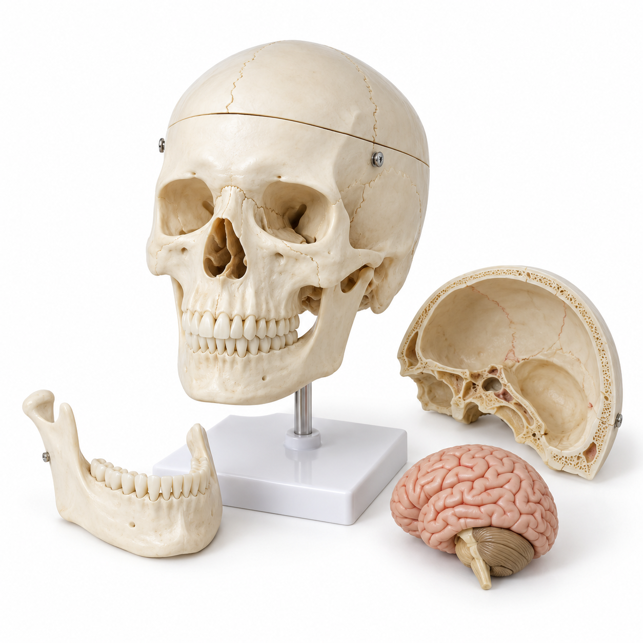 Human Skull Model, Plastic