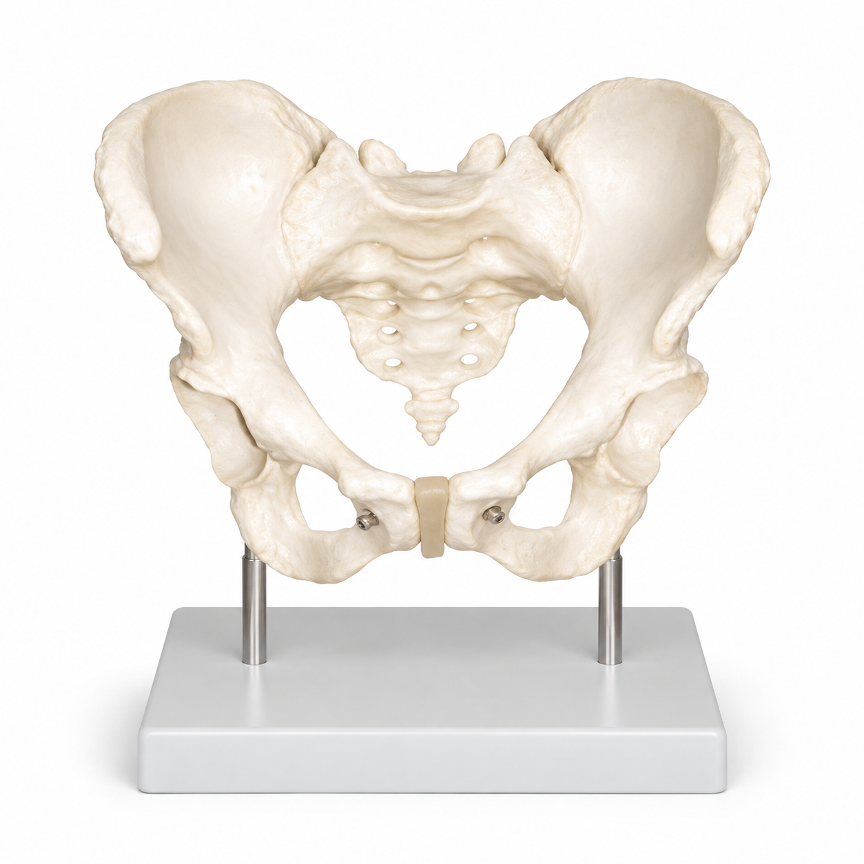 Human Adult Female Pelvis Structural Model