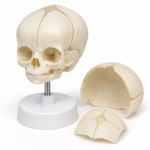 Human Skull Model, Fetal Child