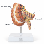 Appendix and Caecum Model
