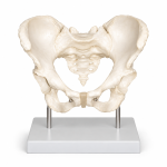 Human Adult Female Pelvis Structural Model