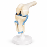 Human Knee Joint Model, Functional