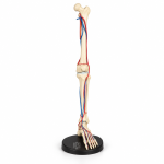Human Leg Bone Model With Blood Vessels