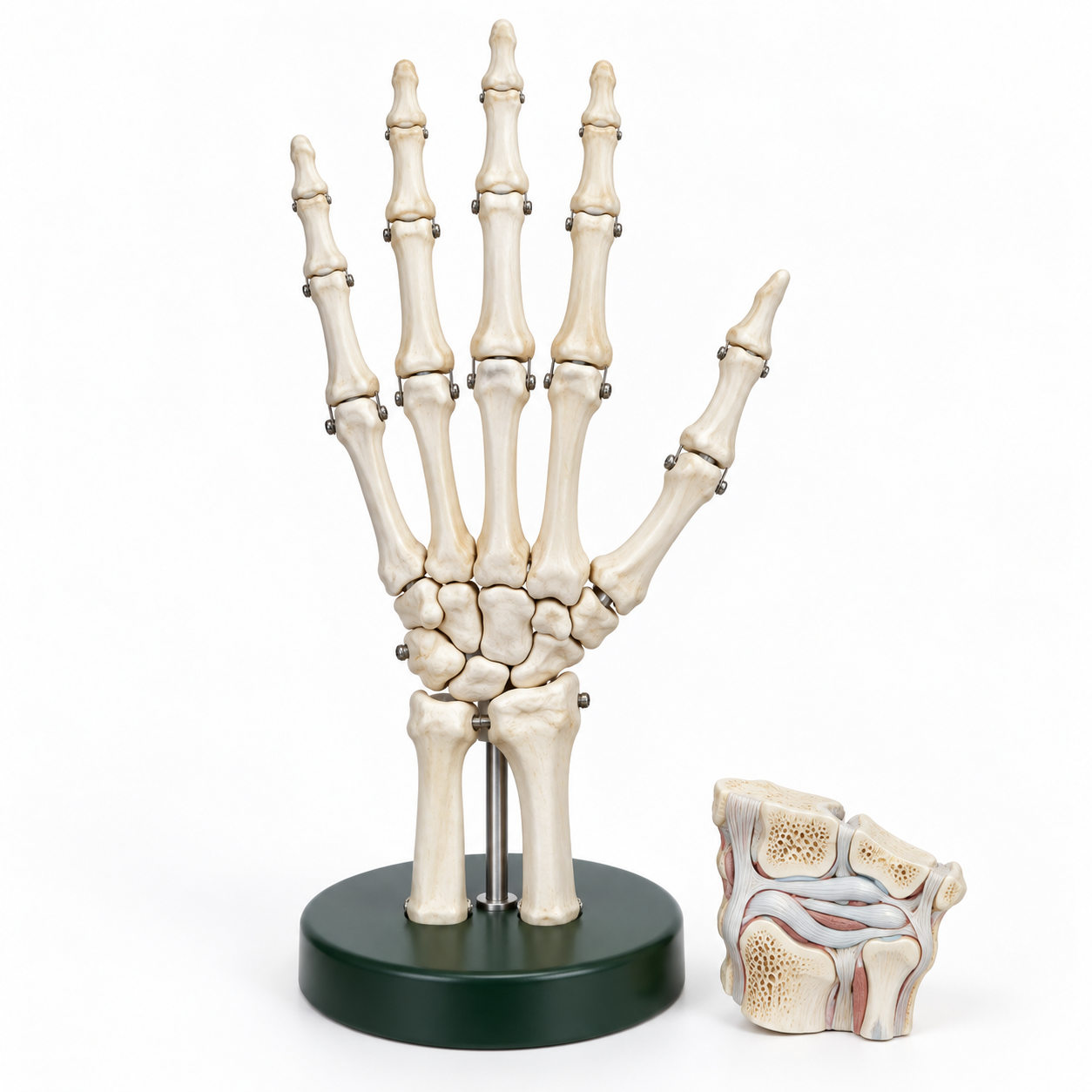 Human Hand Joint Model