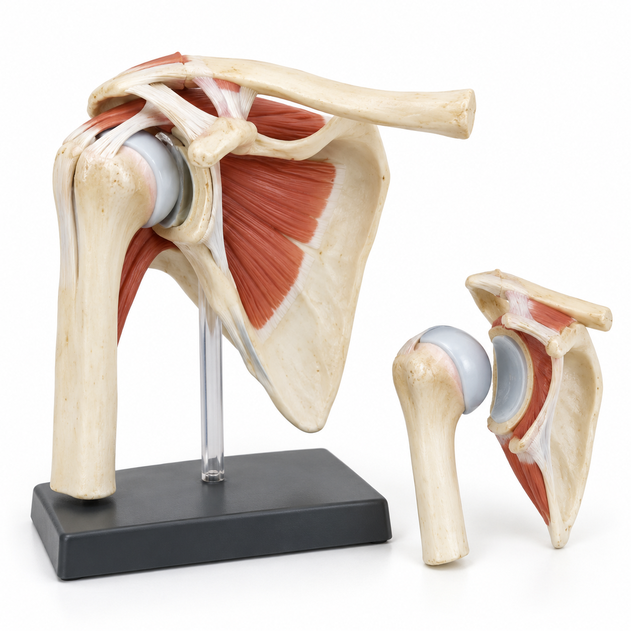 Human Shoulder Joint Model