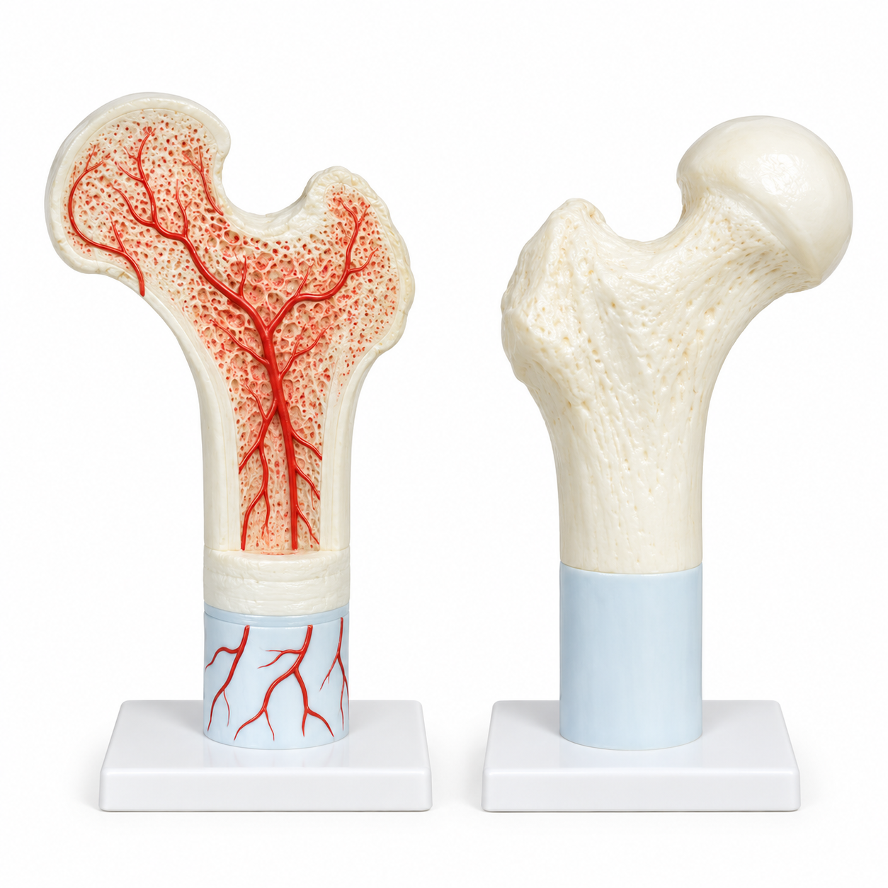 Human Femur Bone Model