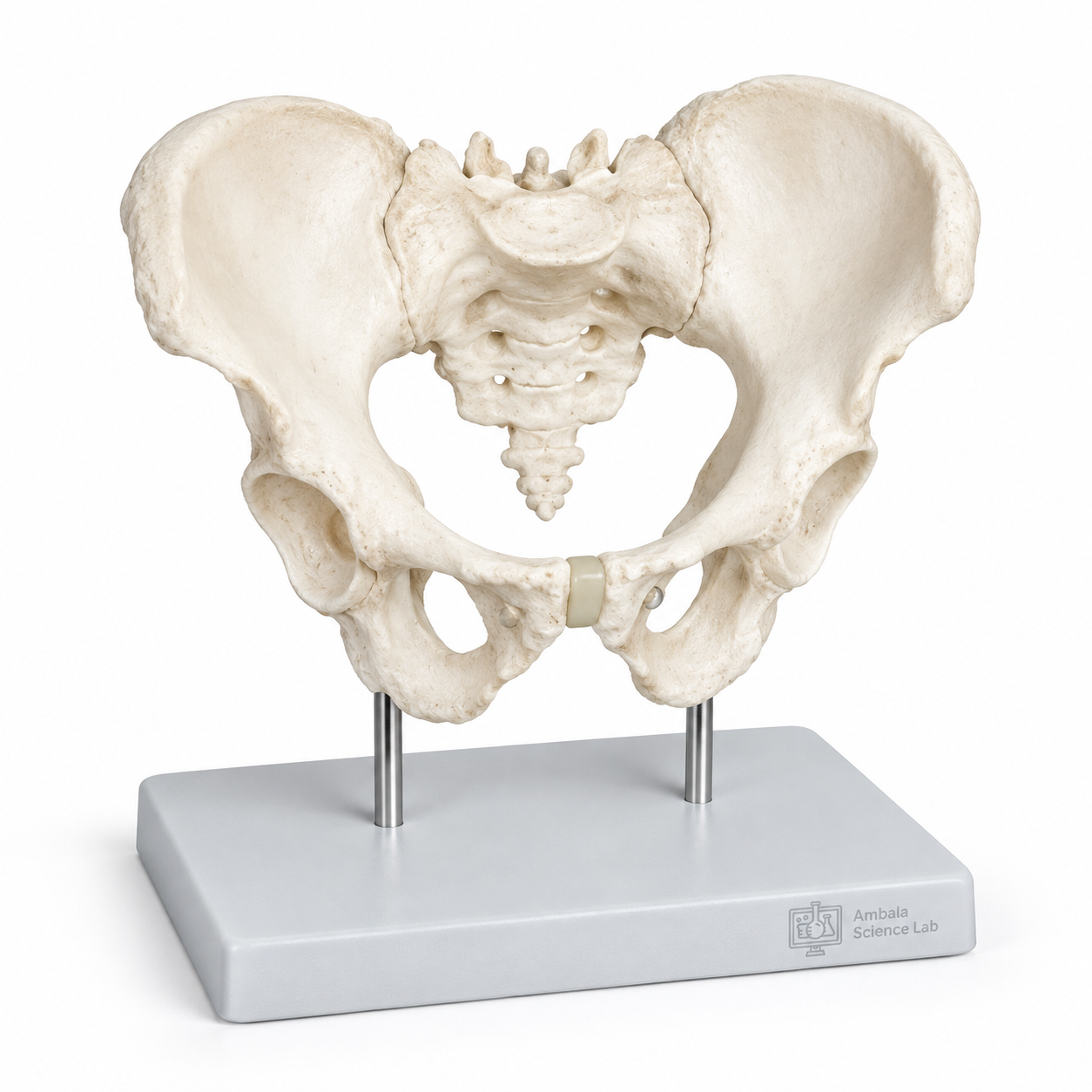 Human Adult Male Pelvis Structural Model