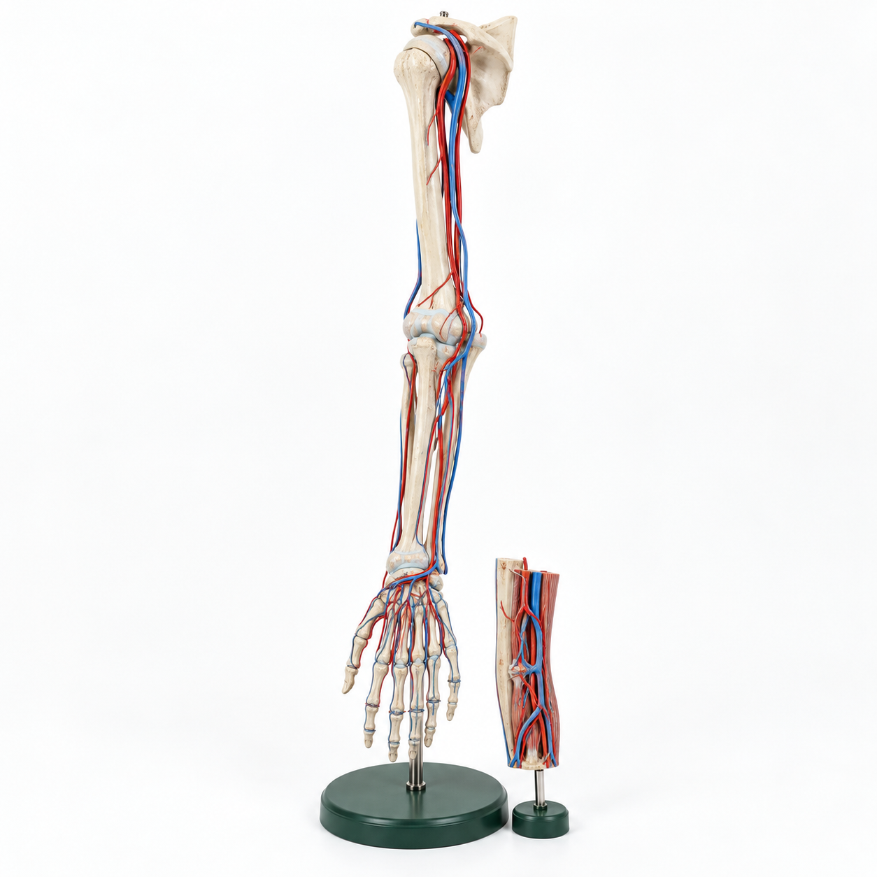 Human Arm Bone Model with Blood Vessels