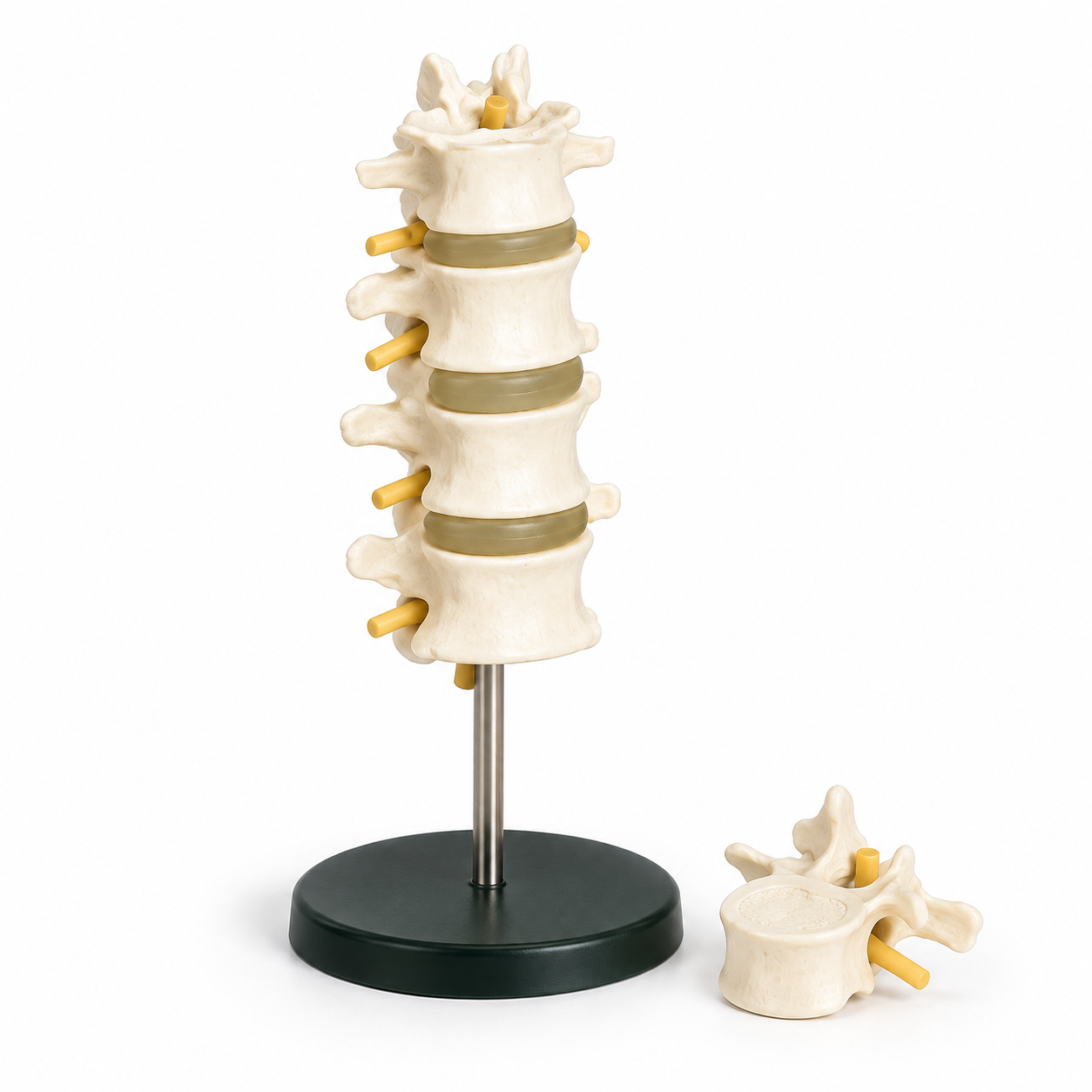 Human Lumbar Set Model
