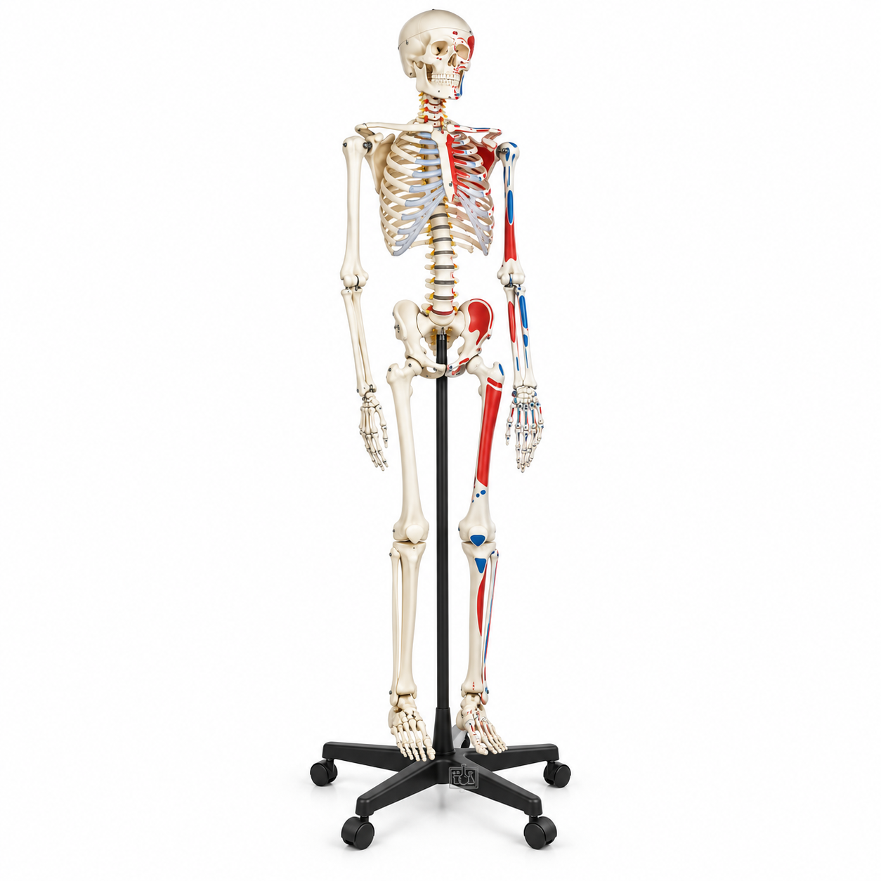 Human Skeleton Model, Painted, Life Size