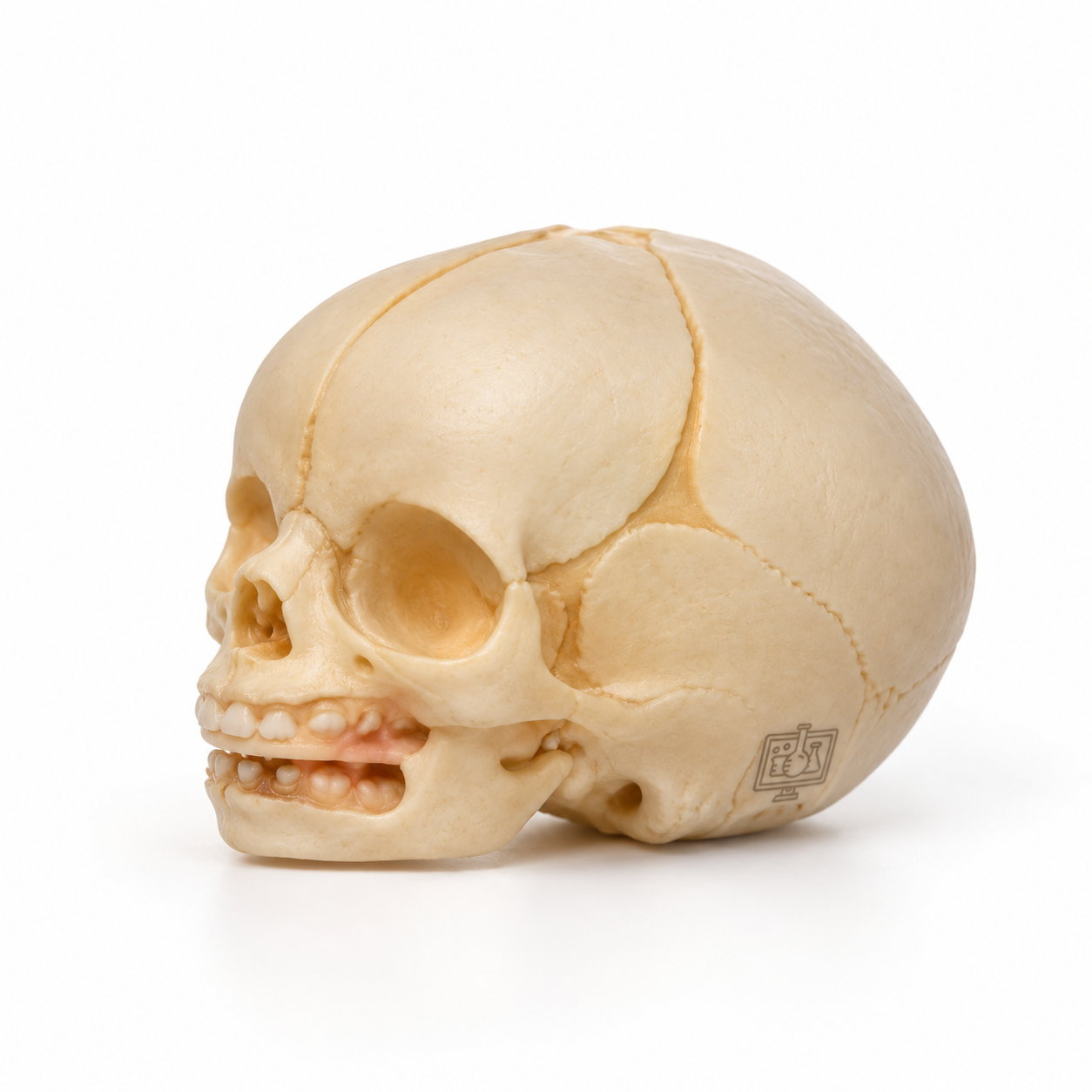 Human Skull Model, Infant