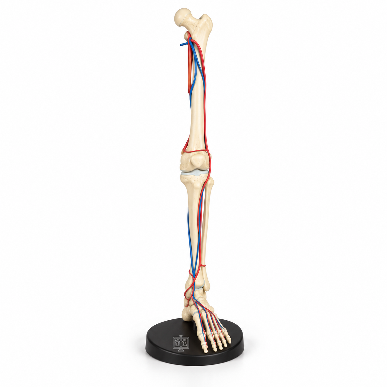 Human Leg Bone Model With Blood Vessels