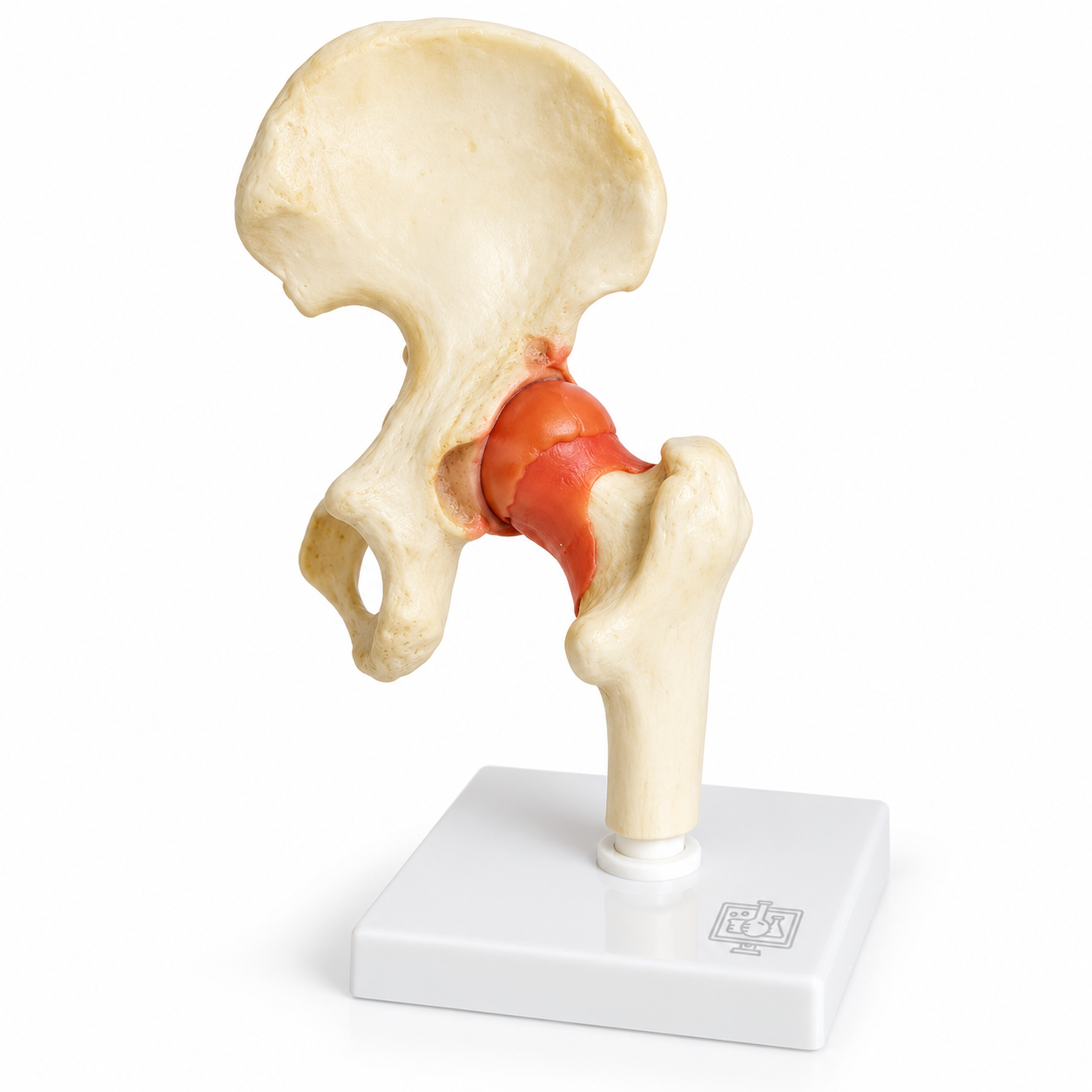 Human Hip Joint Model