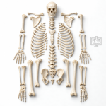 Human Skeleton Model, Disarticulated