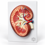 Human Model - Kidney, on Board
