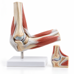 Human Elbow Joint Model, Functional