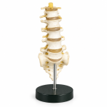 Human Lumbar Vertebrae Model
