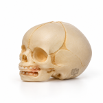 Human Skull Model, Infant
