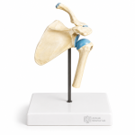 Human Shoulder Joint Model, Functional